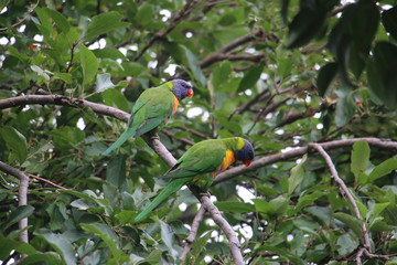 colorful parrot on a branch