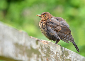 Juvenile Blackbird