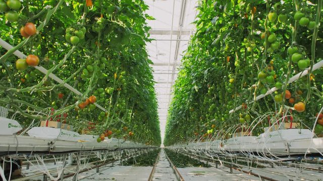 Light industrial greenhouse with even rows of plants inside. Modern farming: growing tomatoes in an automated greenhouse. Industrial vegetable production: modern eco-production with drip irrigation
