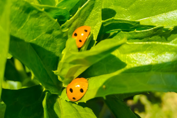 ladybug on green leaf. 