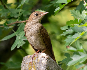 Juvenile Blackbird