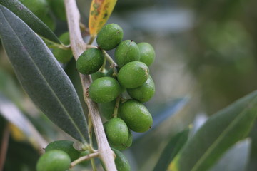 green olives on tree