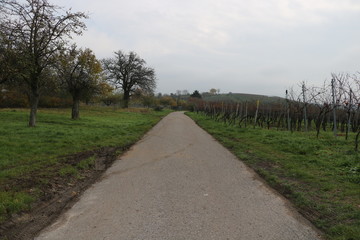 vineyard