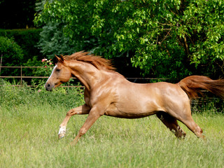 Arabian Horse at Liberty