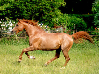 Arabian Horse at Liberty