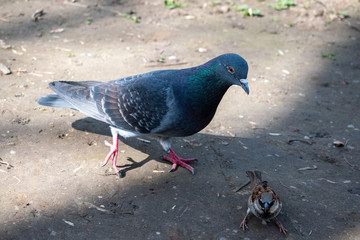 feral pigeon, rock pigeon, common pigeon (Columba livia) looking at a sparrow.