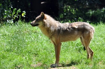 Fototapeta premium Wölfe