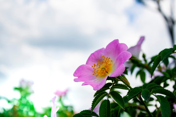 Fototapeta premium rosehip flower. one blooming rose hip flower close-up against the sky