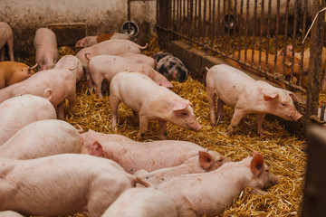 pigs in the pigsty livestock pork production