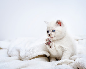 Fototapeta na wymiar pretty kitten British lying on white plaid