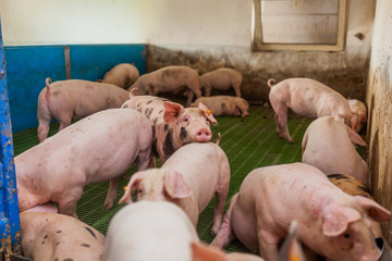 pigs in the pigsty livestock pork production