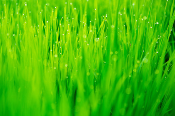 Fresh green grass with water drops close-up