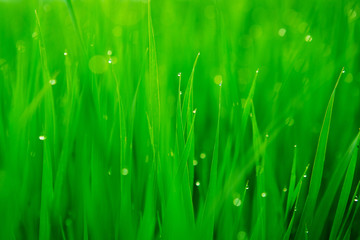 Fresh green grass with water drops close-up