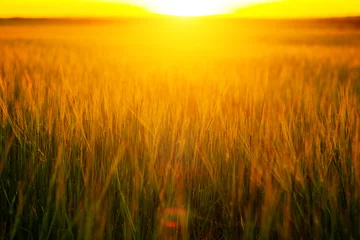 Deurstickers Sunset over wheat field. Beautiful sunset. Nature background. Copy space of the setting sun rays on horizon in rural meadow © Alik Mulikov