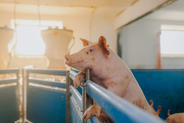 pigs in the pigsty livestock pork production