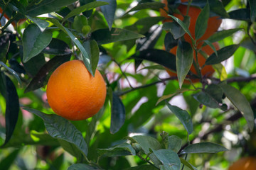 Orange garden with closeup on one orange tree branch during sunny day.