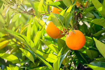 Orange garden with closeup on one orange tree branch during sunny day.