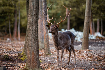 Naklejka na ściany i meble Wild fallow deer in forest. Nature, free, looking. 