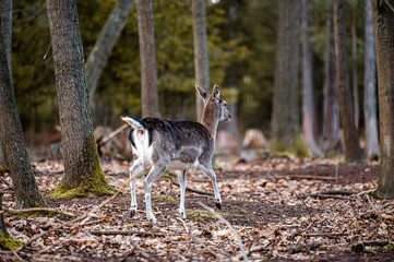 Wild fallow deer in forest. Nature, free, looking. 