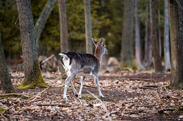 Naklejka na ściany i meble Wild fallow deer in forest. Nature, free, looking. 