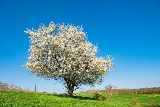 First Blossoms of Spring, small tree in green field dressed all in white