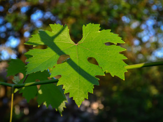 green leaves of grapes lit by the sun at sunrise