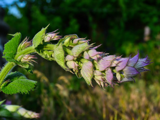 purple sage flowers close-up on a background of green grass