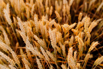 Agriculture Business - golden wheat eras on agricultural field