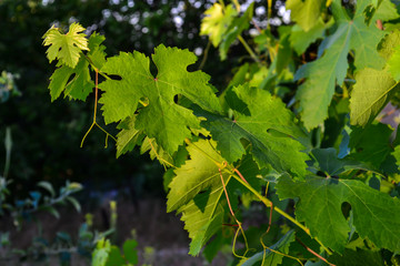 green leaves of grapes lit by the sun at sunrise