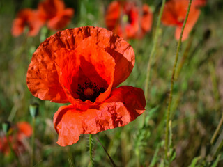red poppy flower close up