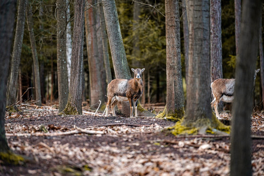 Wild fallow deer in forest. Nature, free, looking. © Eliška