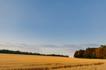 Obraz premium Agriculture Business - golden wheat eras on agricultural field