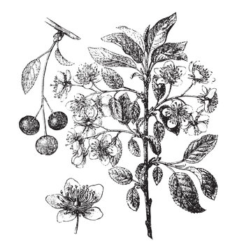 Mahaleb cherry or St Lucie cherry (Prunus mahaleb) / vintage illustration from Brockhaus Konversations-Lexikon 1908