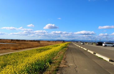 菜の花　道　春　渡良瀬　風景　杤木