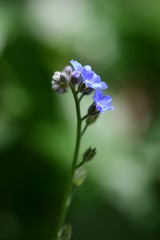 Vergissmeinnicht - zarte blaue Blüten und Knospen vor grünem Hintergrund