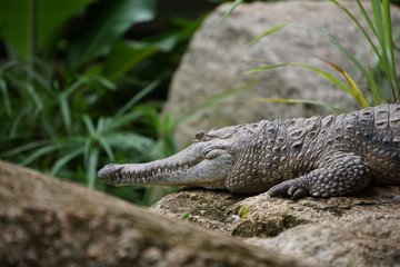 Salwater crocodile