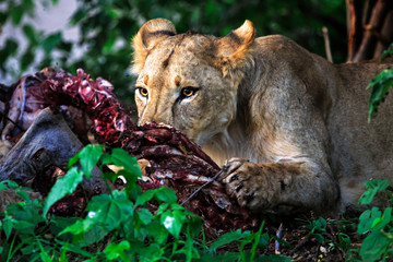 Young lion on a kill