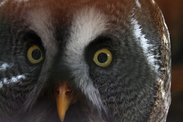 Owl