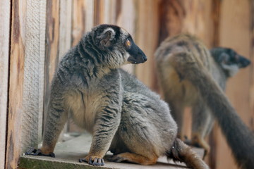 Lemur