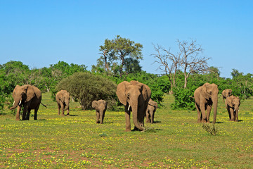 Herd of elephants in the flowers
