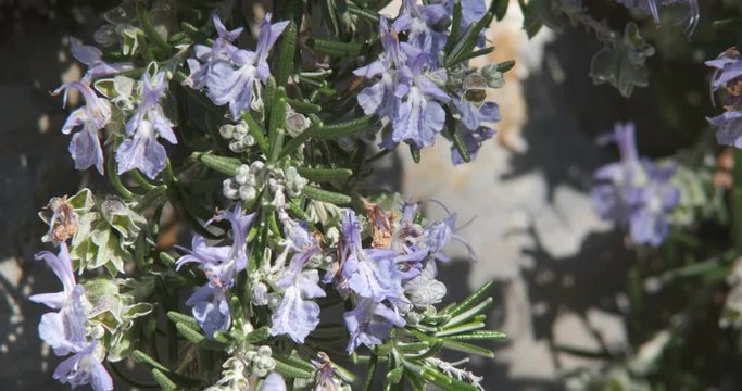 Bee on blue  flowers of rosemary in a Mediterranean garden in Liguria. Macro Photo of bee that collects pollen and sucks nectar. 