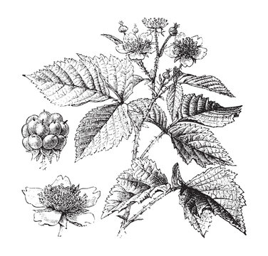European dewberry plant (Rubus caesius) / vintage illustration from Brockhaus Konversations-Lexikon 1908