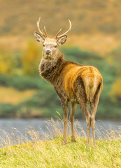 Fototapeta premium Red Deer Stag in the Scottish Highlands. Portrait of a young stag in Autumn stood overlooking a loch in the Scottish Highlands. Glen Strathfarrar, Scotland. Portrait, vertical. Space for copy.