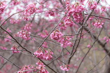 寒緋桜