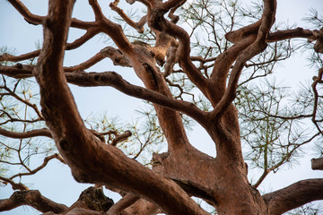 日差しに当たる松の木