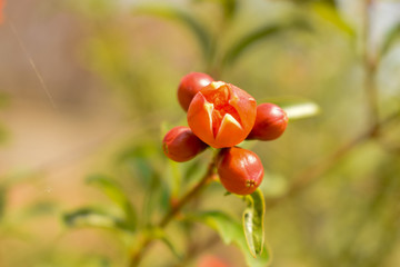 Pomegranate fruits growing on tree/Plant