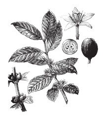 Coffea arabica plant (Arabian coffee) / vintage illustration from Brockhaus Konversations-Lexikon 1908 - obrazy, fototapety, plakaty