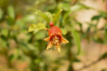 Pomegranate fruits growing on tree/Plant
