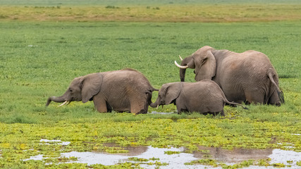 Herd of elephants drinking in the swamps in Africa, in the Amboseli park in Kenya