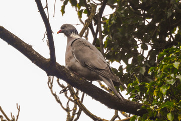 Colombaccio (Columba palumbus) su ramo tra le edere